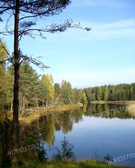 КП «Лесные просторы»: виды посёлка