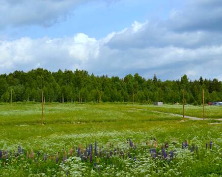 КП «Финские холмы», Август 2013