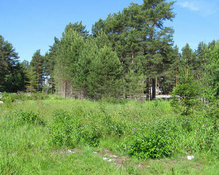 КП «Новый Кексгольм», Август 2013