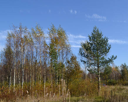 КП «Opushka», Март 2015