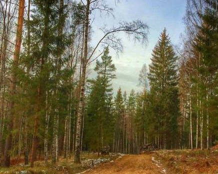 КП «Лесной хутор», Май 2015