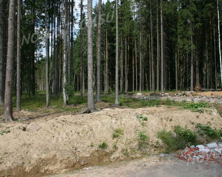 Коттеджный посёлок «Лесной парк» (20.06.2013 г.), Июль 2013