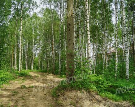 ЖК «Три медведя»: лес около жилого комплекса (14.06.15), Июнь 2015