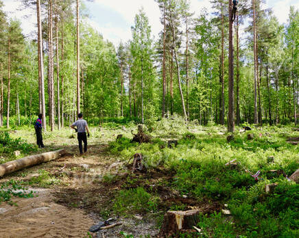 КП «Лес», Июль 2018