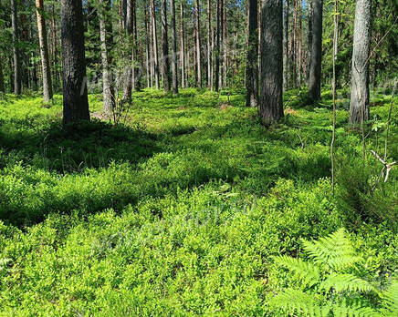 Honkaniemi (ДНП «Долина озер»), Сентябрь 2023