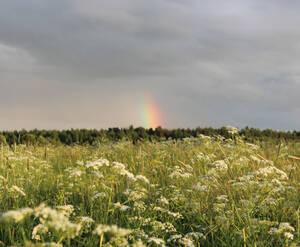 КП «Королек»