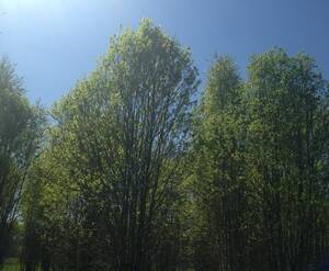 КП «Белозерье»