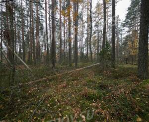 КП Karelia Holiday Park (Октябрь 2018)