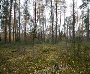 КП Karelia Holiday Park (Октябрь 2018)