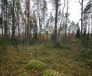 КП Karelia Holiday Park (Октябрь 2018)