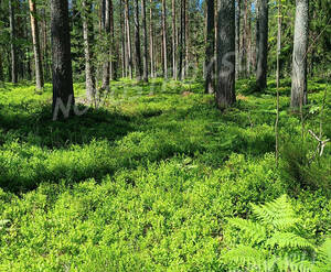 Honkaniemi (ДНП «Долина озер»)