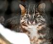 Дальневосточные лесные коты и африканский львенок в каршеринге – юрист рассказала о запрещенных «питомцах»